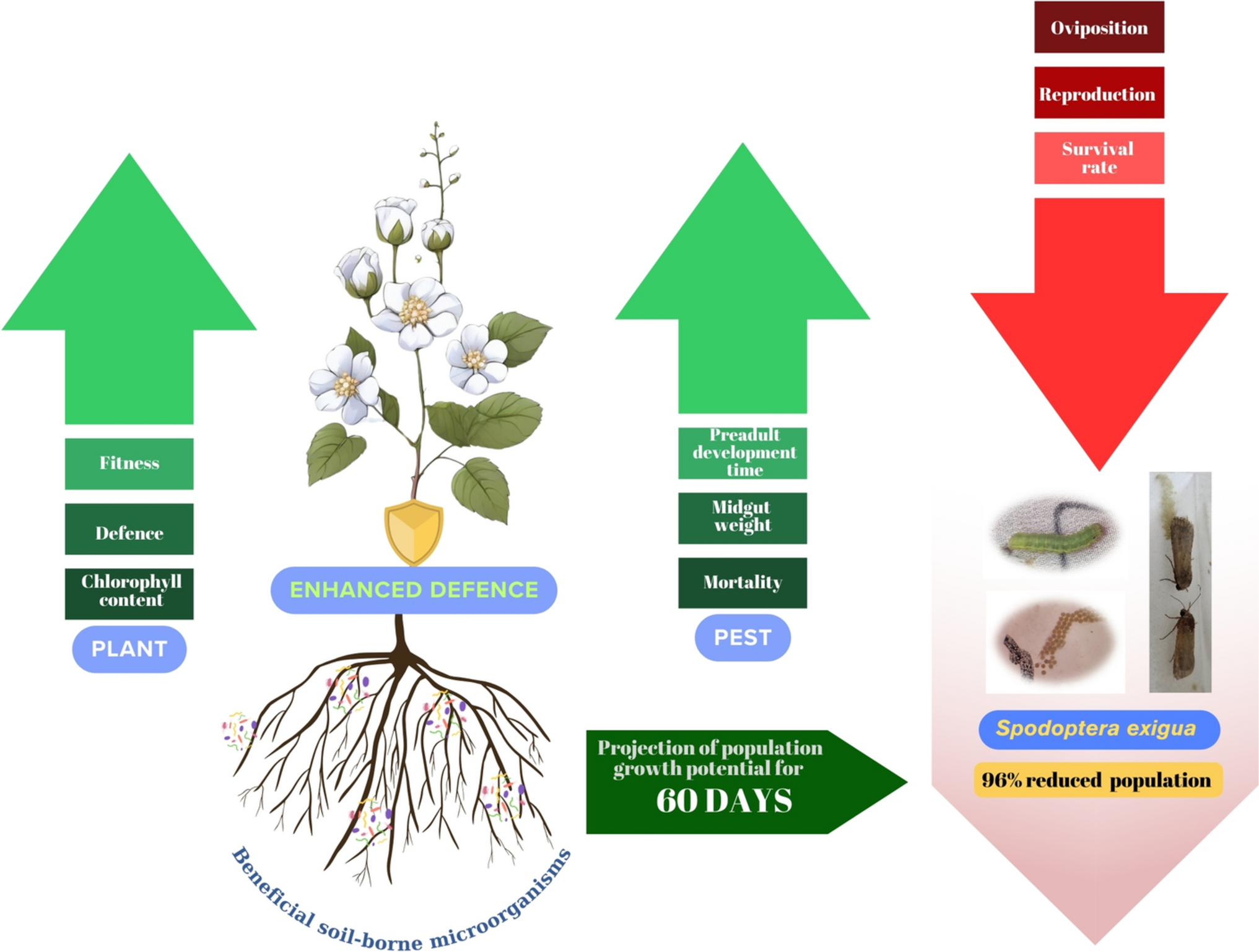 Impact of Beneficial Microorganisms Inoculated Cotton Plants on Spodoptera exigua (Lepidoptera: Noctuidae)
