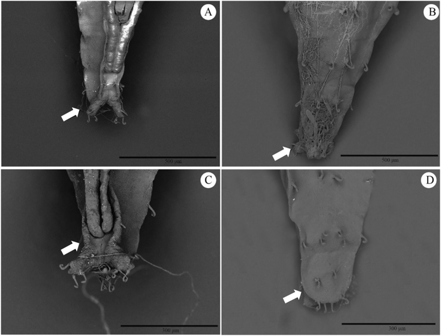 Sex dimorphism in pupae and adults of the specialist Ipomoea batatas defoliator Bedellia somnulentella (Lepidoptera: Bedelliidae)