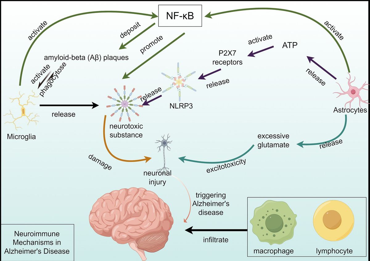 Unraveling Alzheimer’s disease: insights from single-cell sequencing and spatial transcriptomic