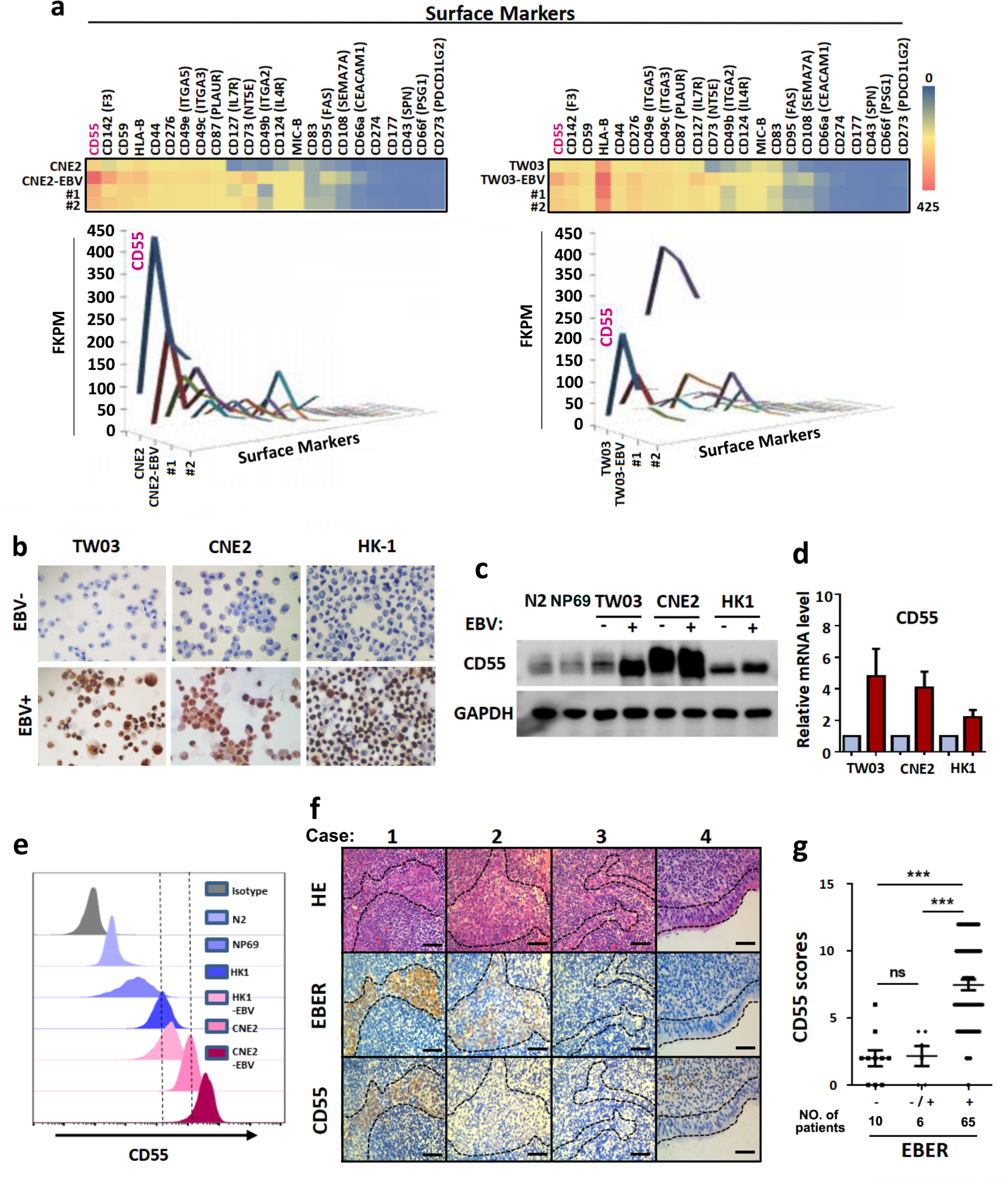 EBV-induced upregulation of CD55 reduces the efficacy of cetuximab treatment in nasopharyngeal carcinoma