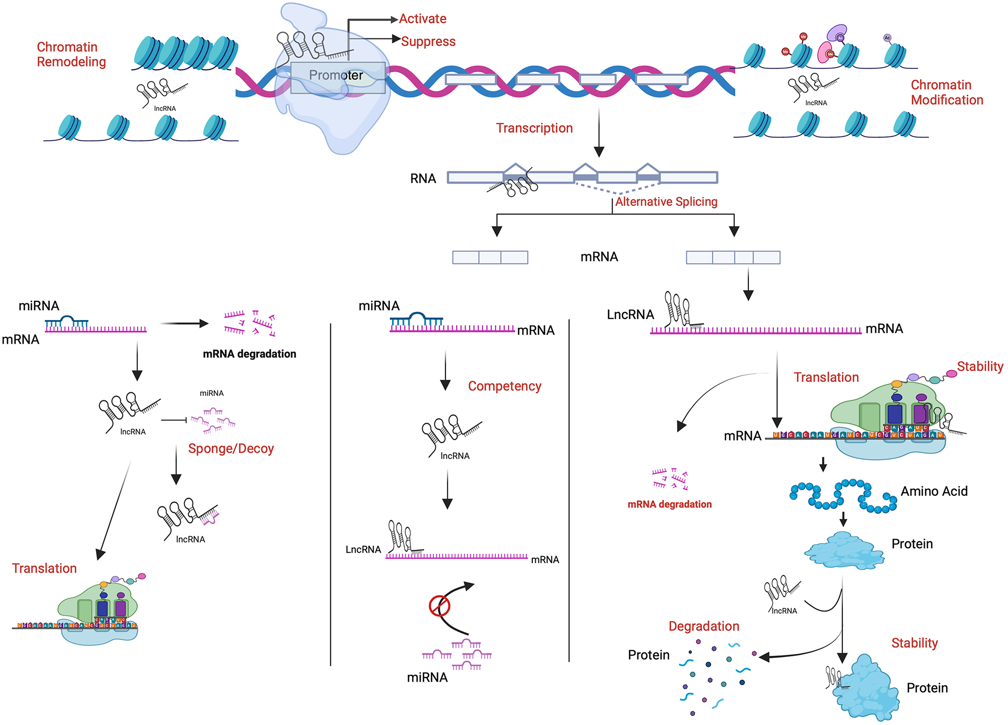A review of the complex interplay between chemoresistance and lncRNAs in lung cancer