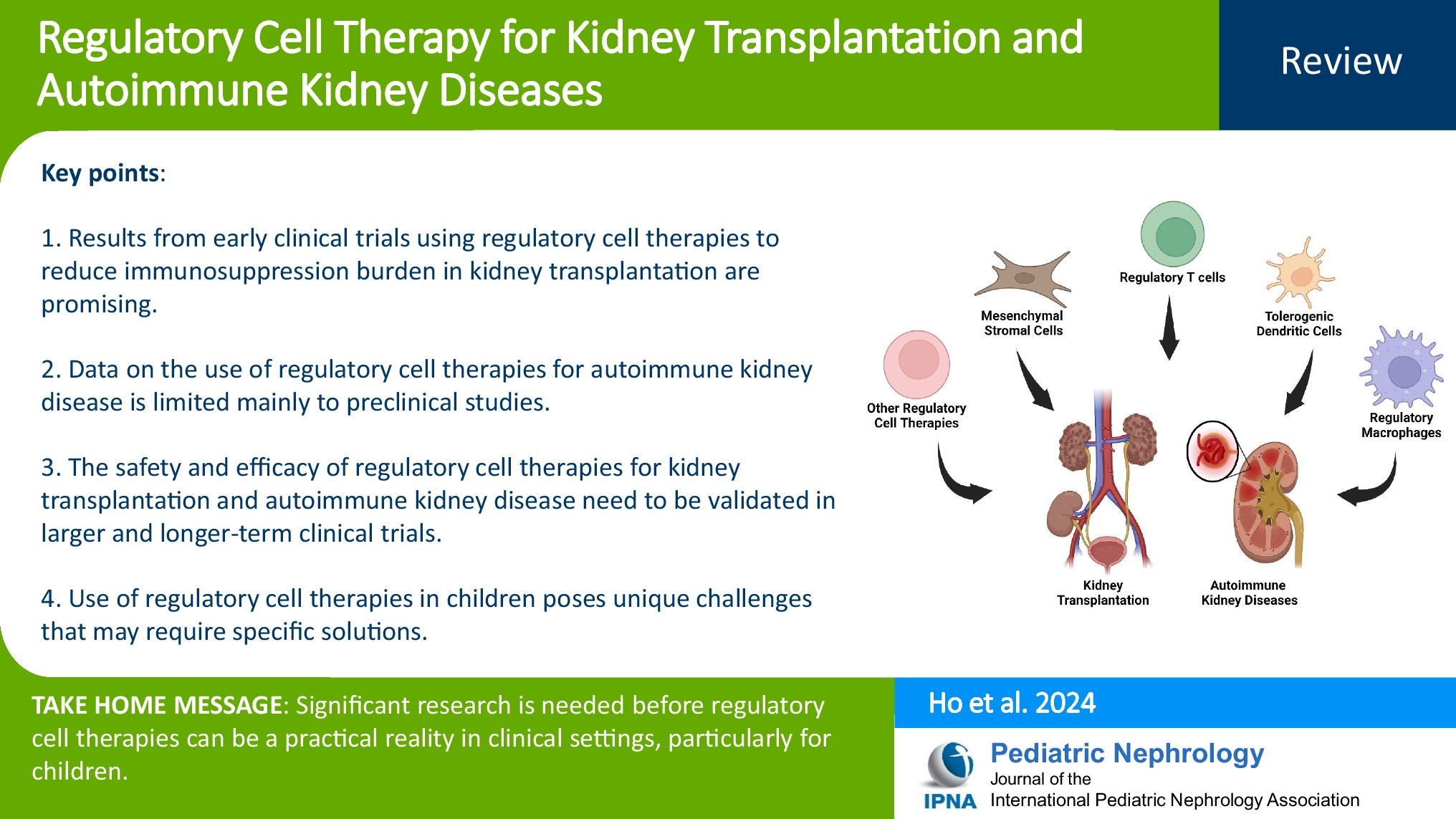 Regulatory cell therapy for kidney transplantation and autoimmune kidney diseases