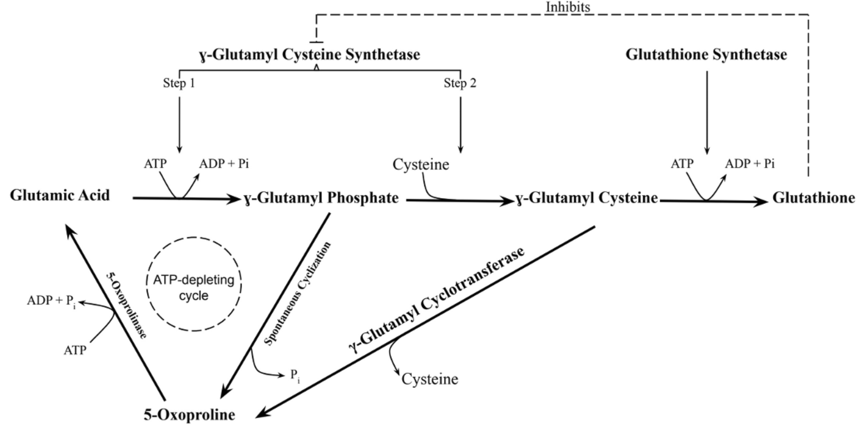 Acetaminophen induced high anion gap metabolic acidosis: a potentially under-recognized consequence from a common medication