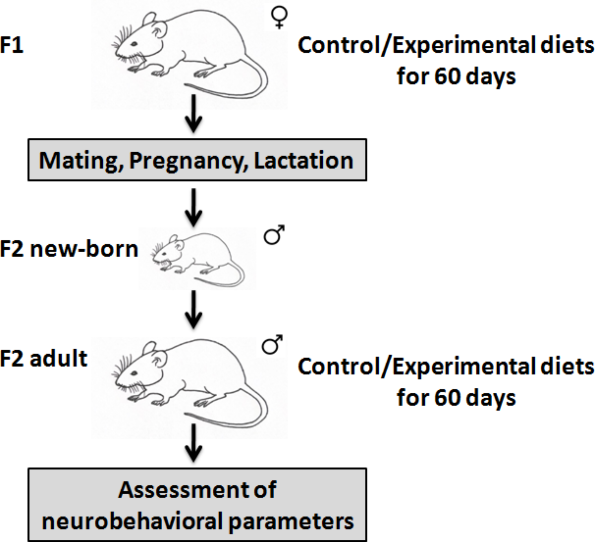Lactobacillus fermentum MCC2760 attenuates neurobehavioral alterations induced by oxidized oils in rats