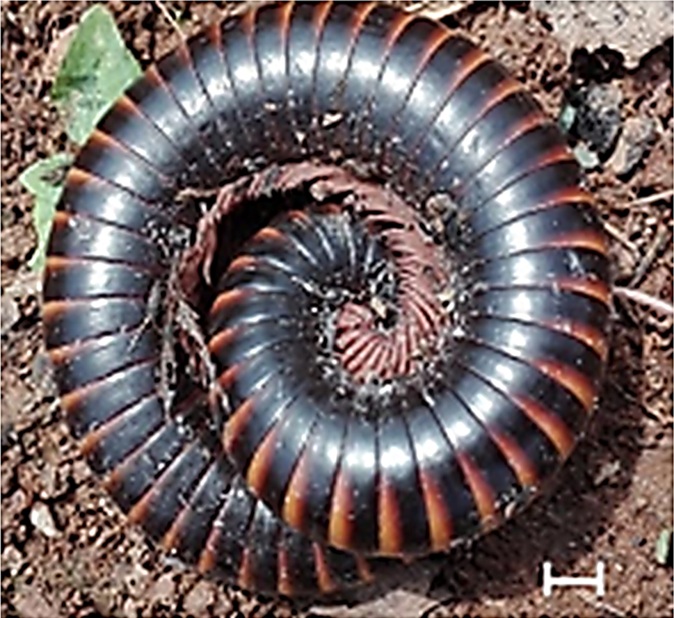 Therapeutic potential of the extract of giant millipede Telodeinopus Canaliculatus on epileptogenesis and associated anxiety-like behavior