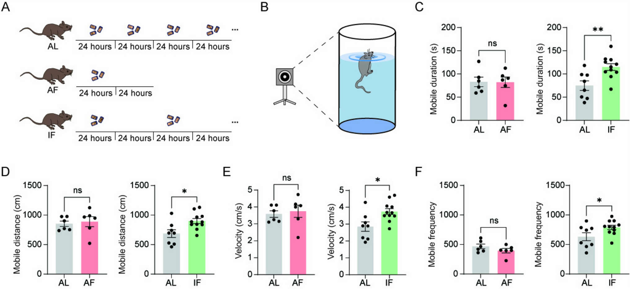 Noradrenergic Projections from the Locus Coeruleus to the Medial Prefrontal Cortex Enhances Stress Coping Behavior in Mice Following Long-Term Intermittent Fasting