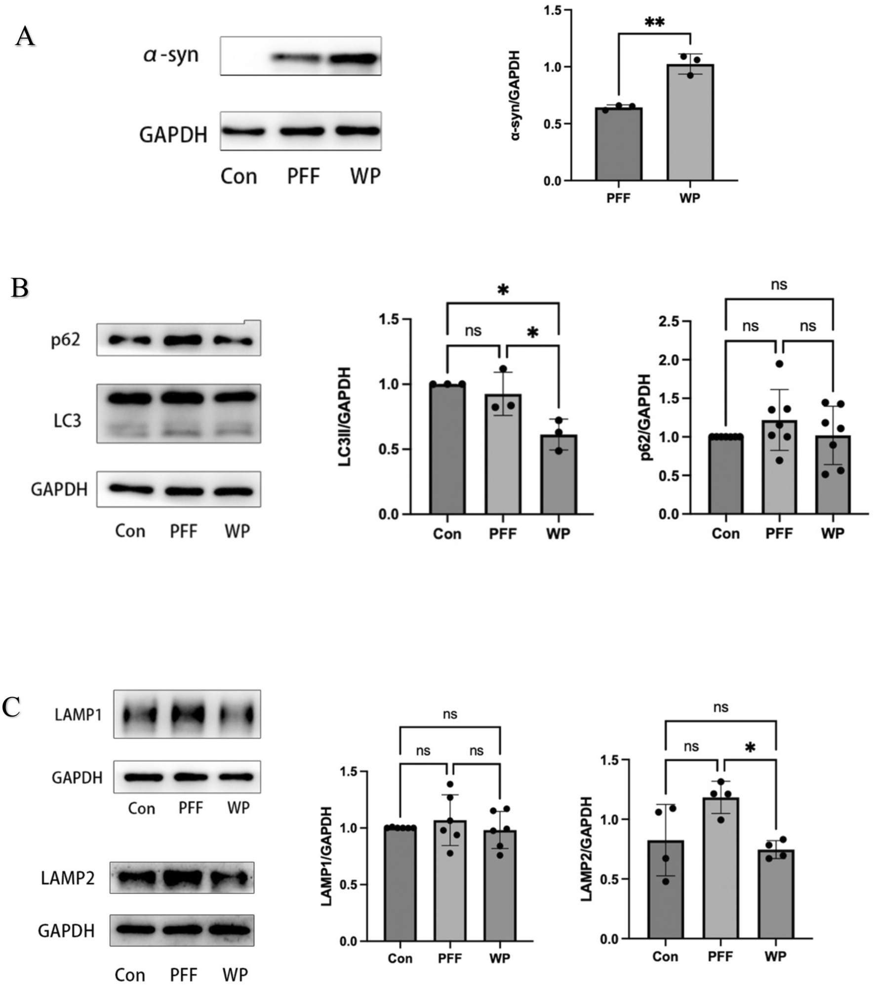 STAT3 Inhibitor Increases α-Synuclein in PFF-Treated Astroglia Cells by Dysregulating Autophagy and Potentially Affects Exosome Biogenesis