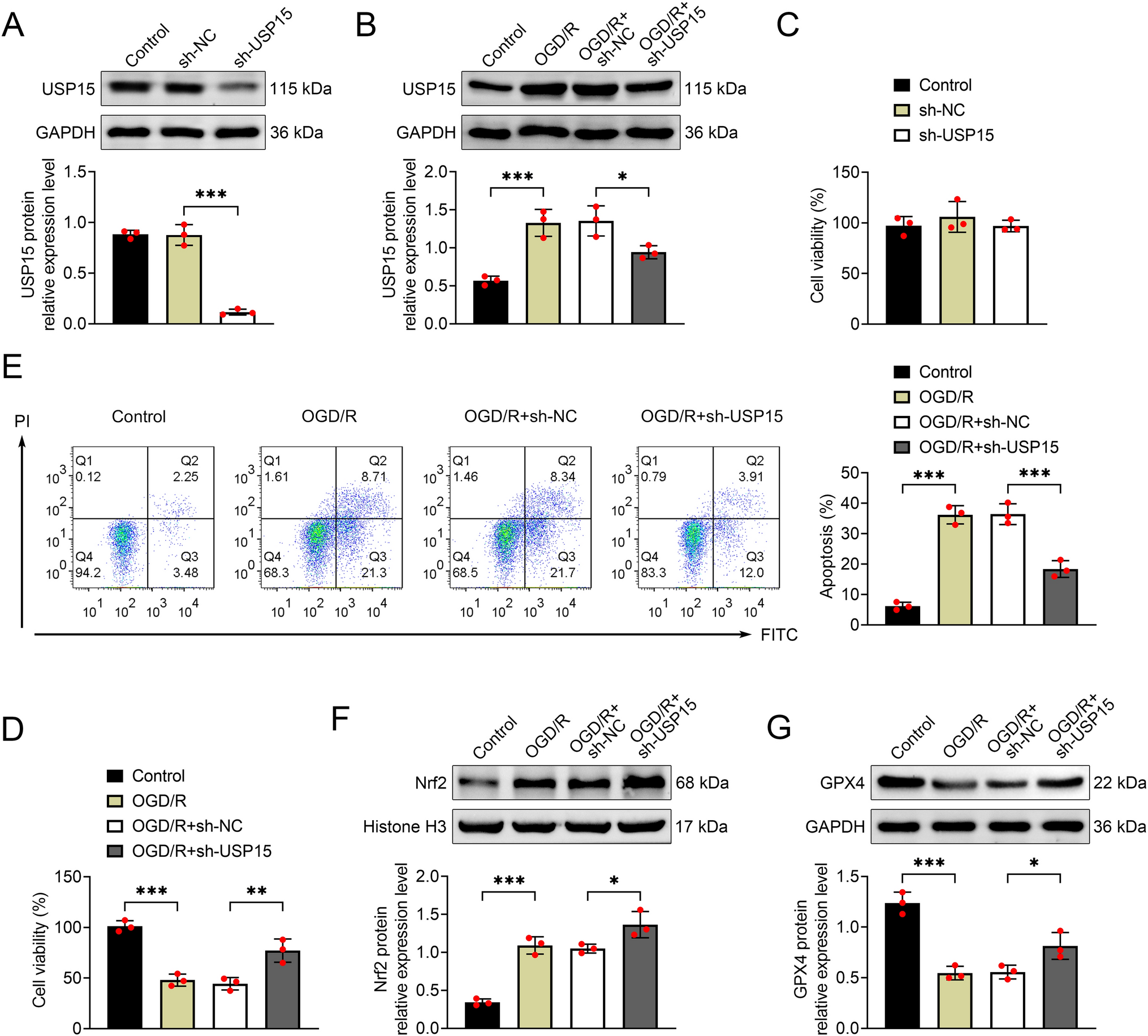 USP15 as a Potential Therapeutic Target in Cerebral Ischemia: Modulation of Ferroptosis and Cognitive Dysfunction via the Nrf2/GPX4 Axis in Mice