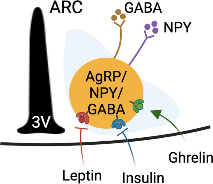 Neuronal Regulation of Feeding and Energy Metabolism: A Focus on the Hypothalamus and Brainstem