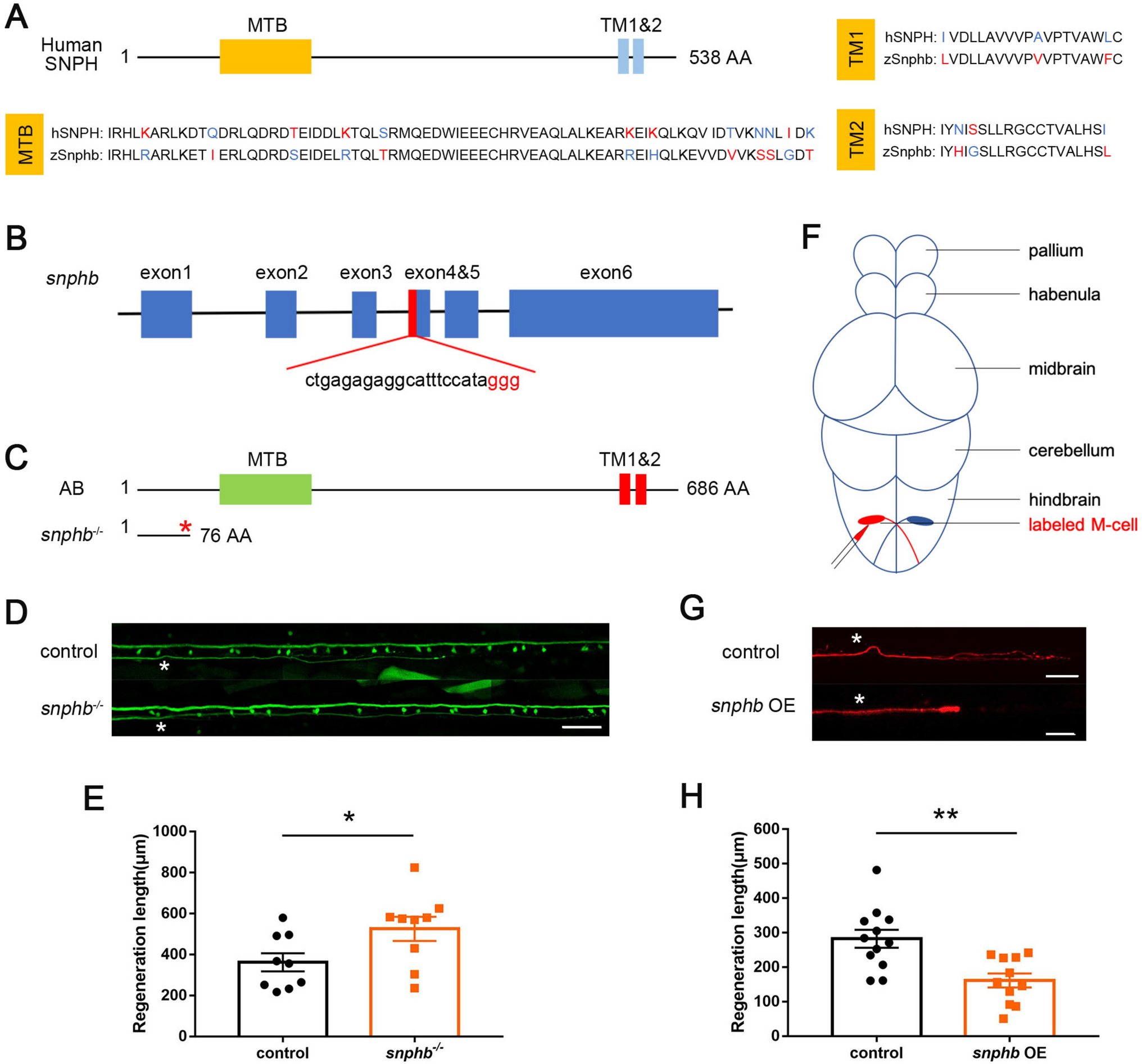 Reprogramming miR-146b-snphb Signaling Activates Axonal Mitochondrial Transport in the Zebrafish M-cell and Facilitates Axon Regeneration After Injury