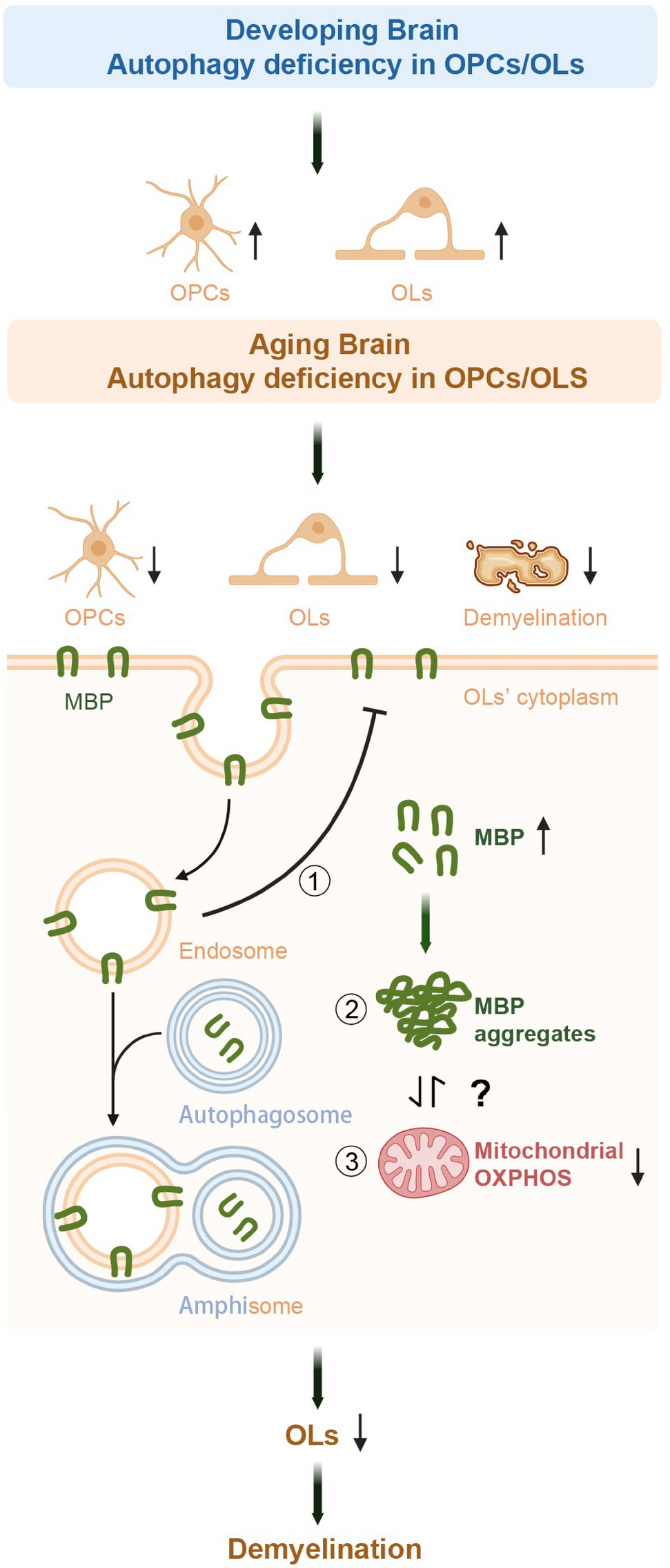 Correction to: Autophagy in Oligodendrocyte Lineage Cells Controls Oligodendrocyte Numbers and Myelin Integrity in an Age-dependent Manner