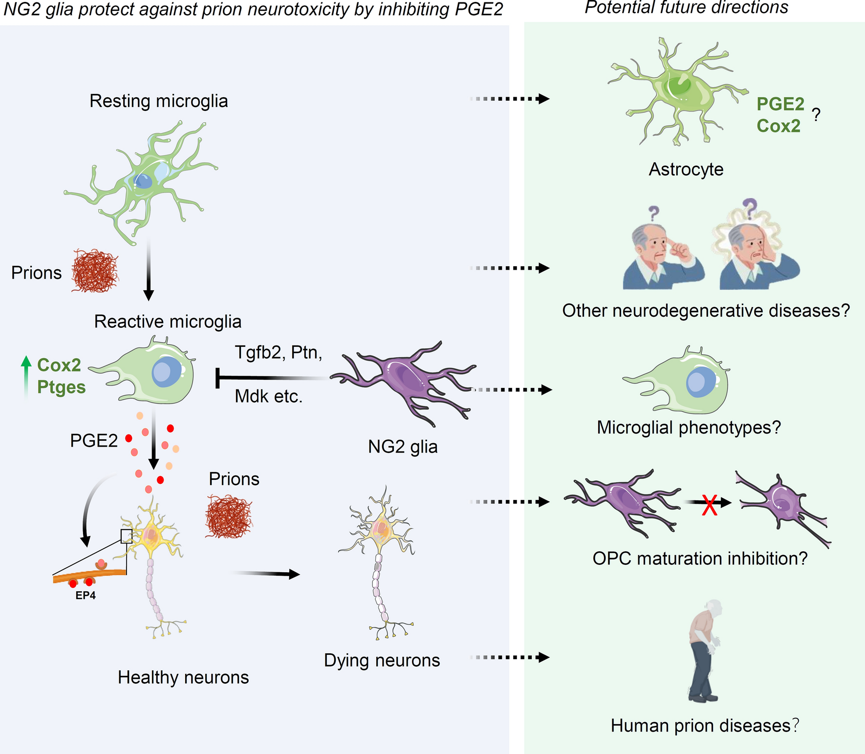 NG2 Glia: The Guardians Against Prion-induced Neurotoxicity Through Prostaglandin E2 Blockade