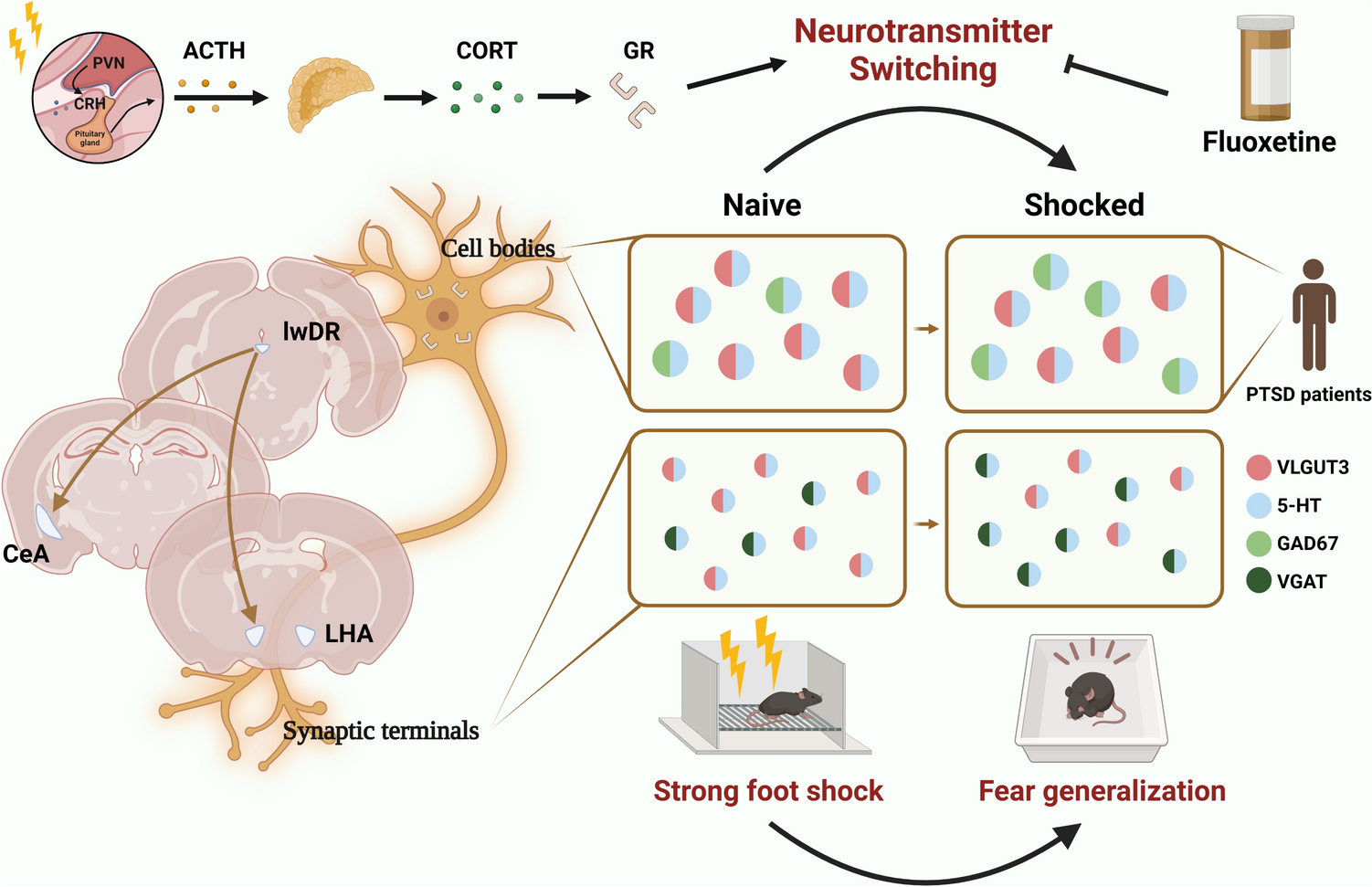 Neurotransmitter Switching: A Novel Mechanism for Fear Generalization