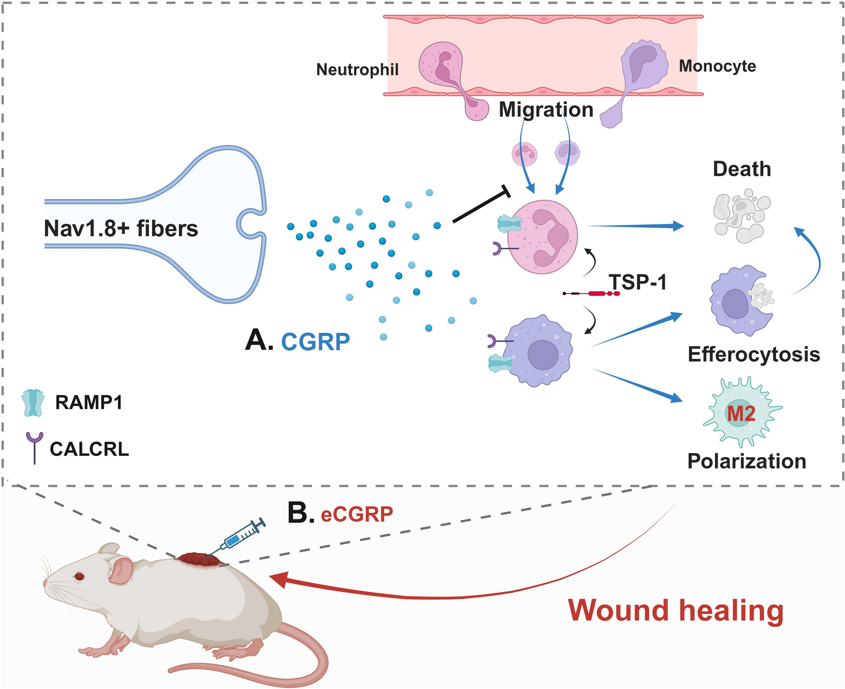 CGRP: Does A Novel Neuroimmune Modulator Facilitate Tissue Repair?