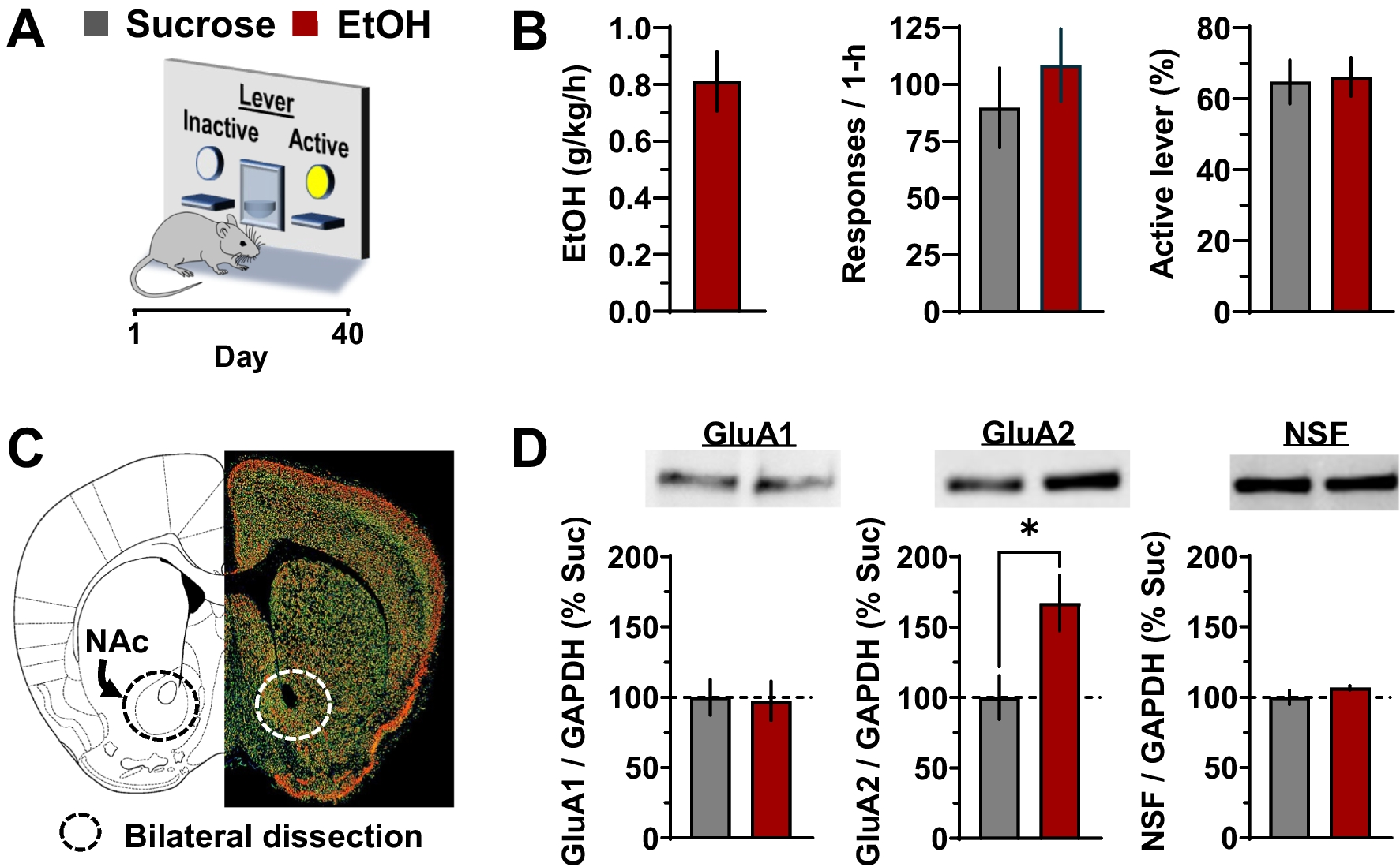 Ethanol self-administration targets GluA2-containing AMPA receptor expression and synaptic activity in the nucleus accumbens in a manner that drives the positive reinforcing properties of the drug