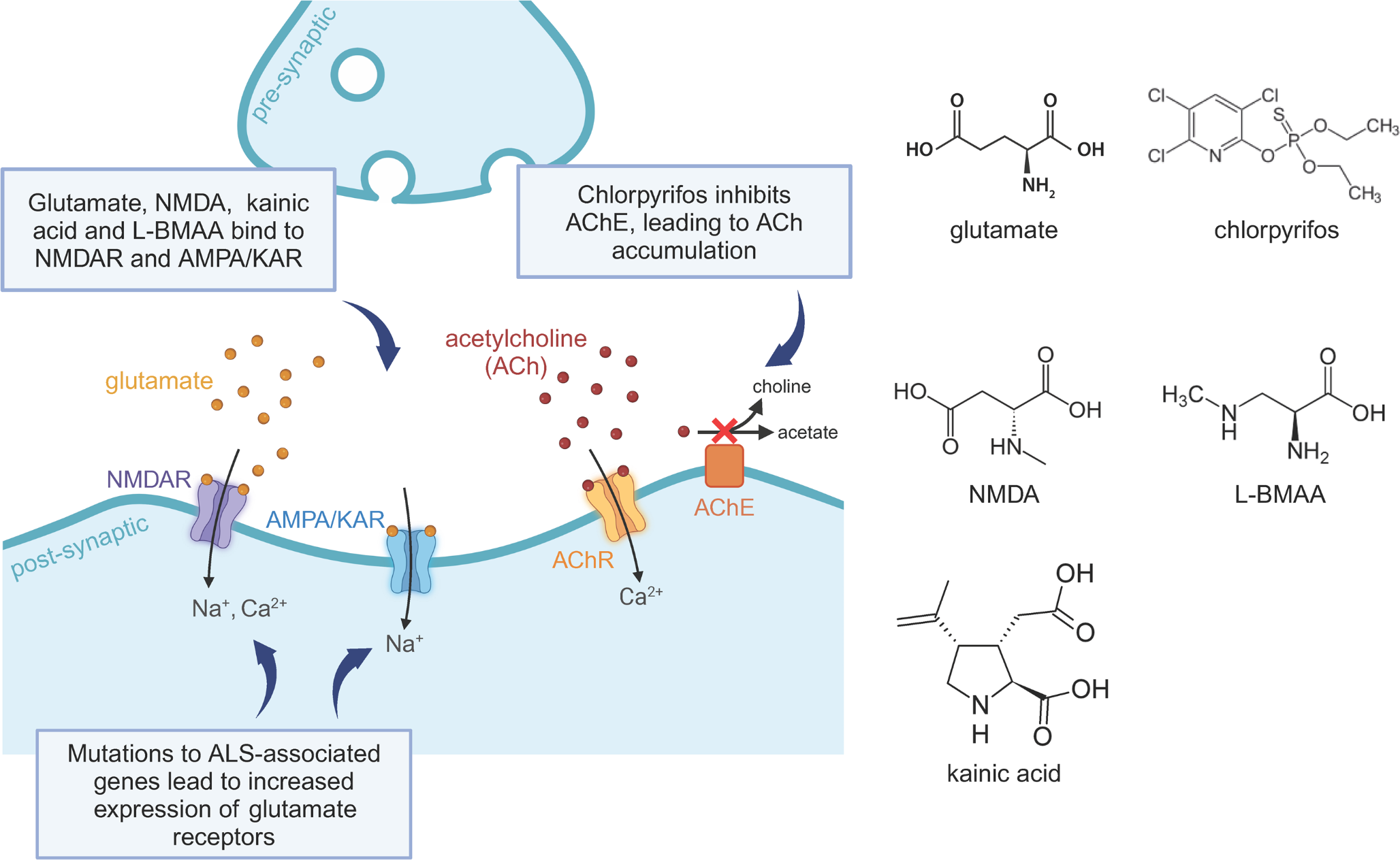 How is Excitotoxicity Being Modelled in iPSC-Derived Neurons?