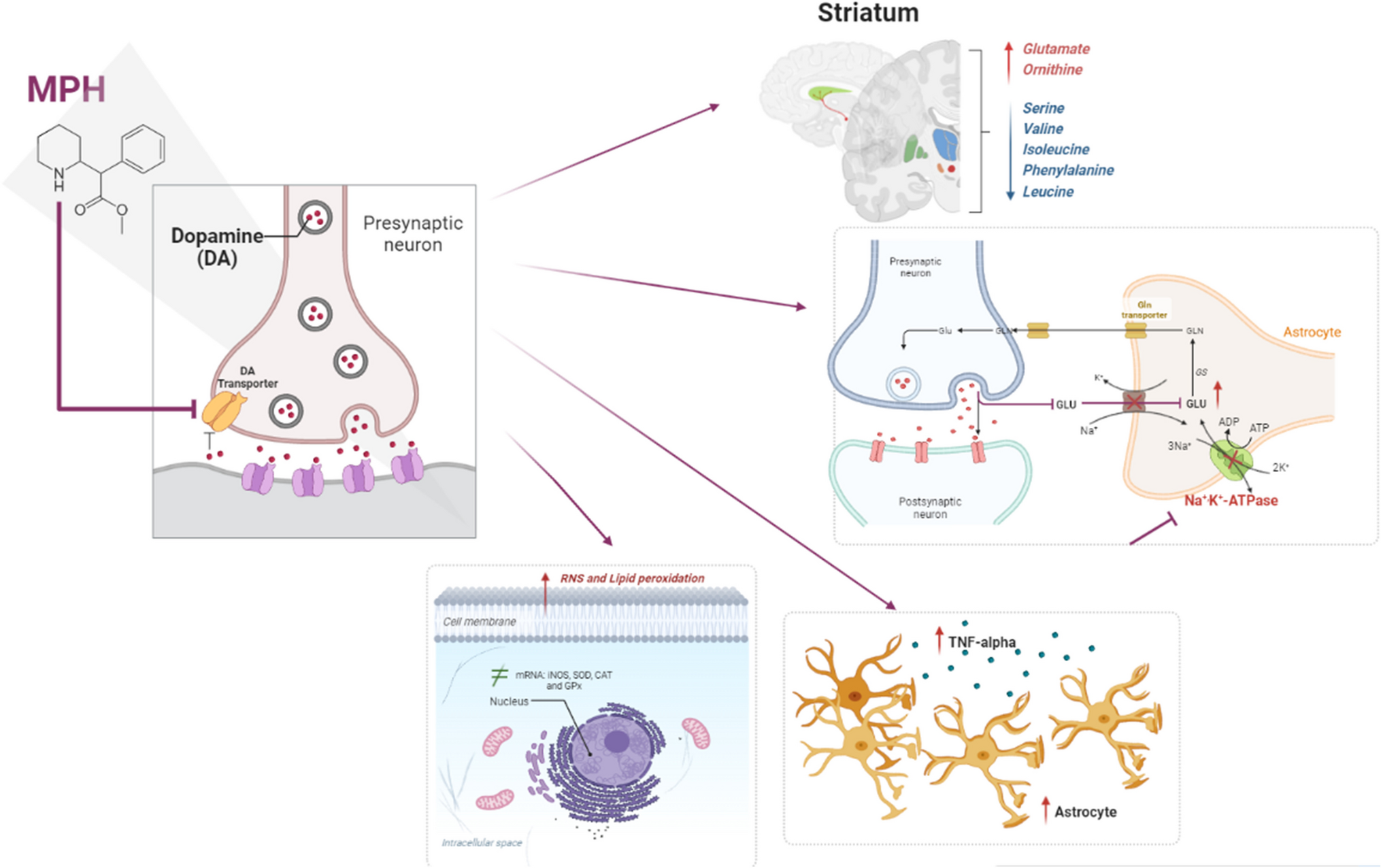 Methylphenidate Exposing During Neurodevelopment Alters Amino Acid Profile, Astrocyte Marker and Glutamatergic Excitotoxicity in the Rat Striatum