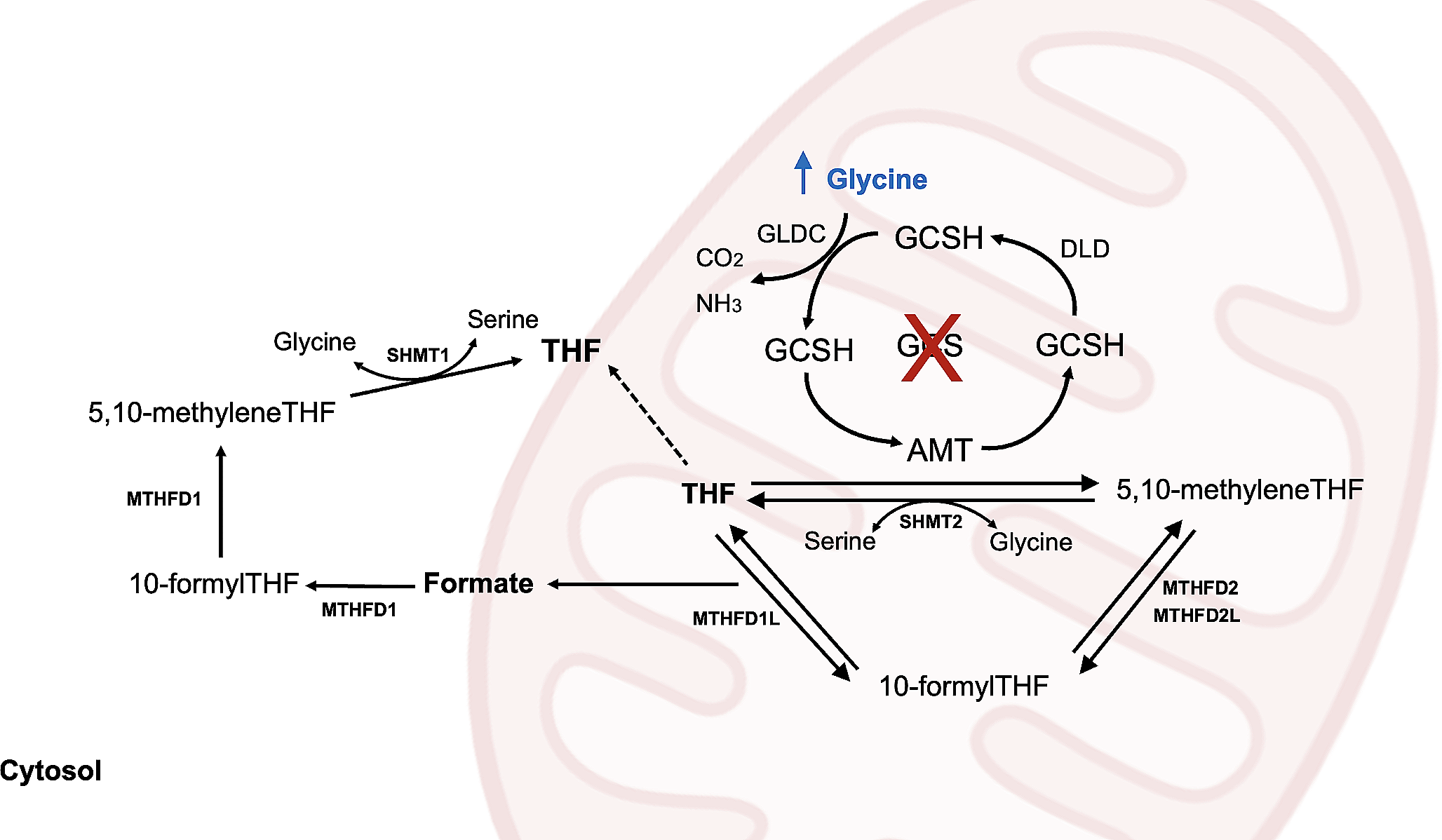 The Role of Excitotoxicity, Oxidative Stress and Bioenergetics Disruption in the Neuropathology of Nonketotic Hyperglycinemia