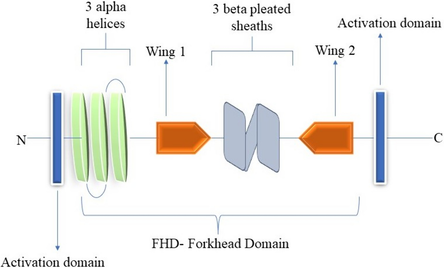 The Influence of FOXC1 Gene on Development, Organogenesis, and Functions