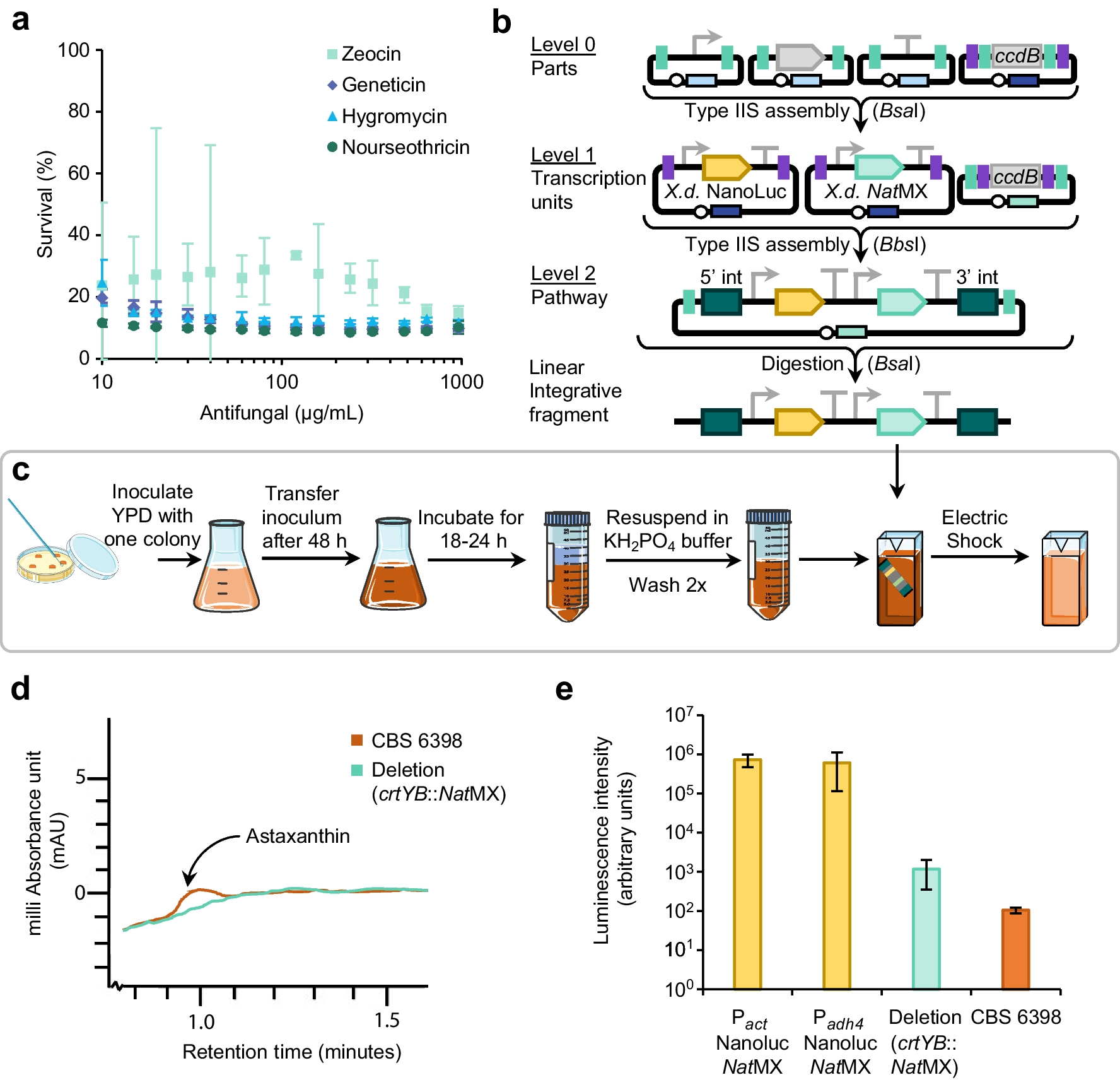 Omics-driven onboarding of the carotenoid producing red yeast Xanthophyllomyces dendrorhous CBS 6938