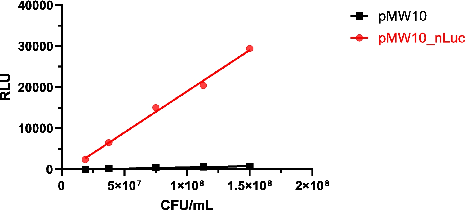Holistic monitoring of Campylobacter jejuni biofilms with NanoLuc bioluminescence