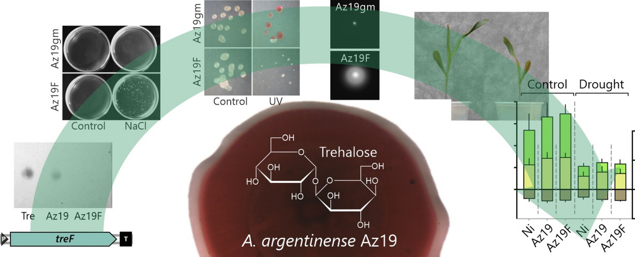 Maize drought protection by Azospirillum argentinense Az19 requires bacterial trehalose accumulation