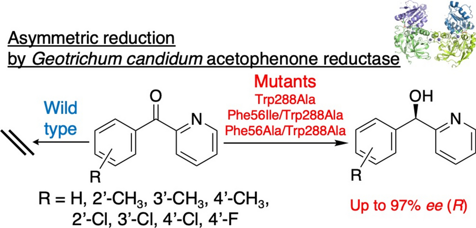 Substrate expansion of Geotrichum candidum alcohol dehydrogenase towards diaryl ketones by mutation