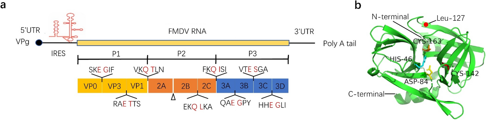 Production of virus-like particles of FMDV by 3C protease cleaving precursor polyprotein P1 in vitro