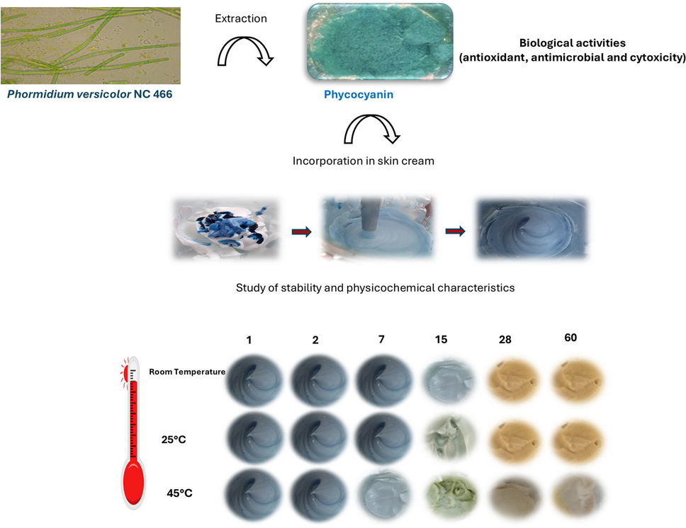 Phormidium versicolor PC skin cream evaluation for its stability and biological activities