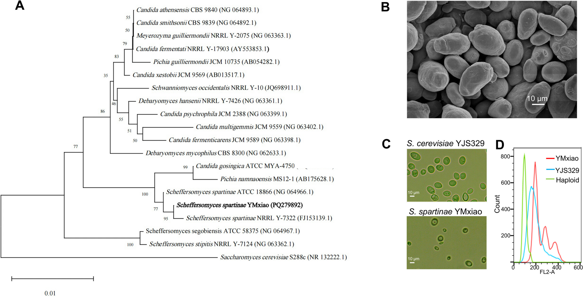 Genomic characteristics and genetic manipulation of the marine yeast Scheffersomyces spartinae