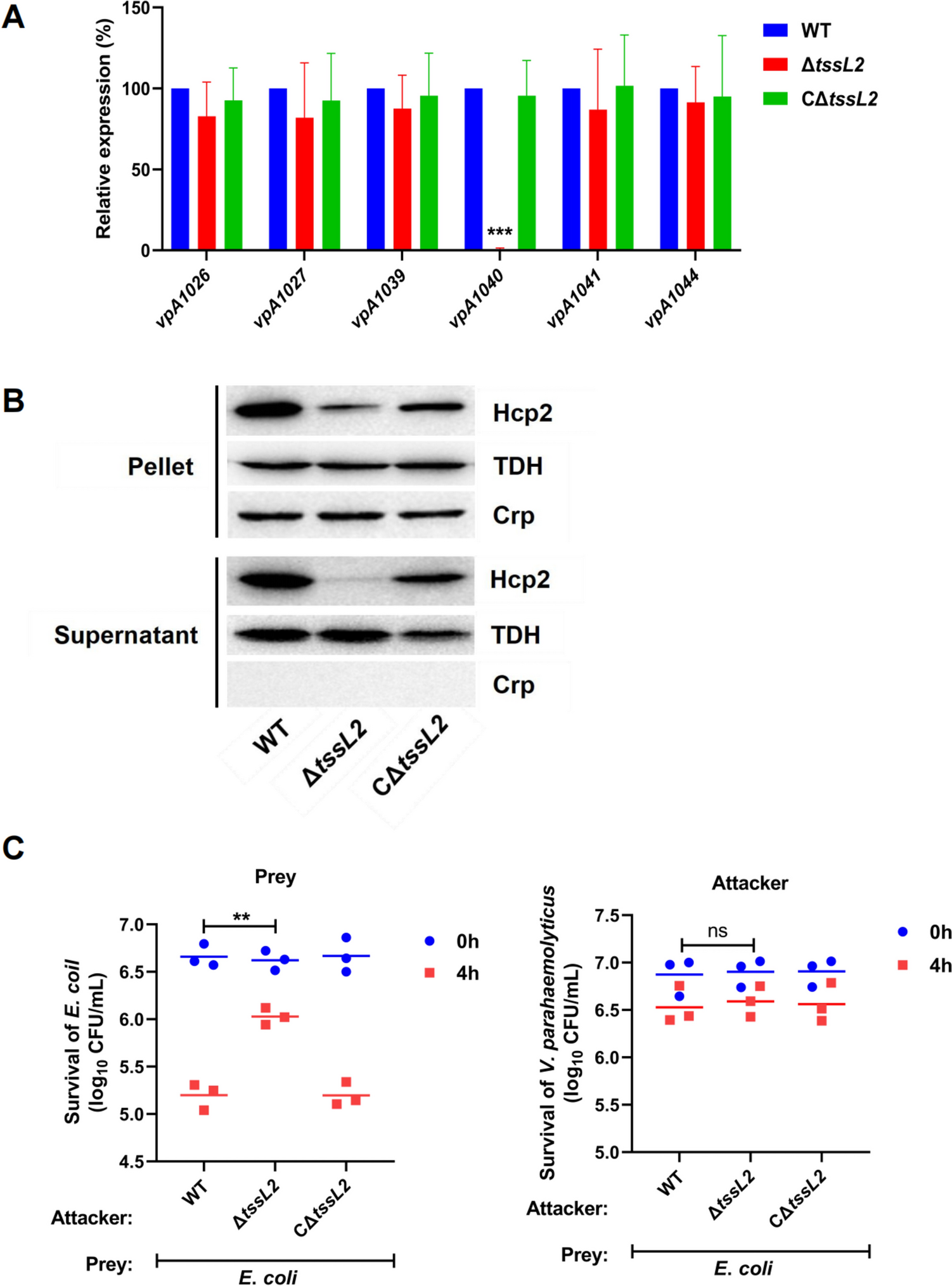 TssL2 of T6SS2 is required for mobility, biofilm formation, wrinkly phenotype formation, and virulence of Vibrio parahaemolyticus SH112