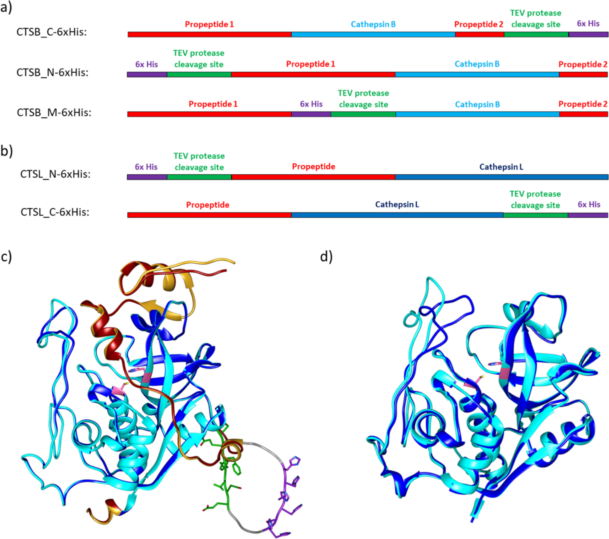Improved recombinant expression of soluble cathepsin B and L in Escherichia coli