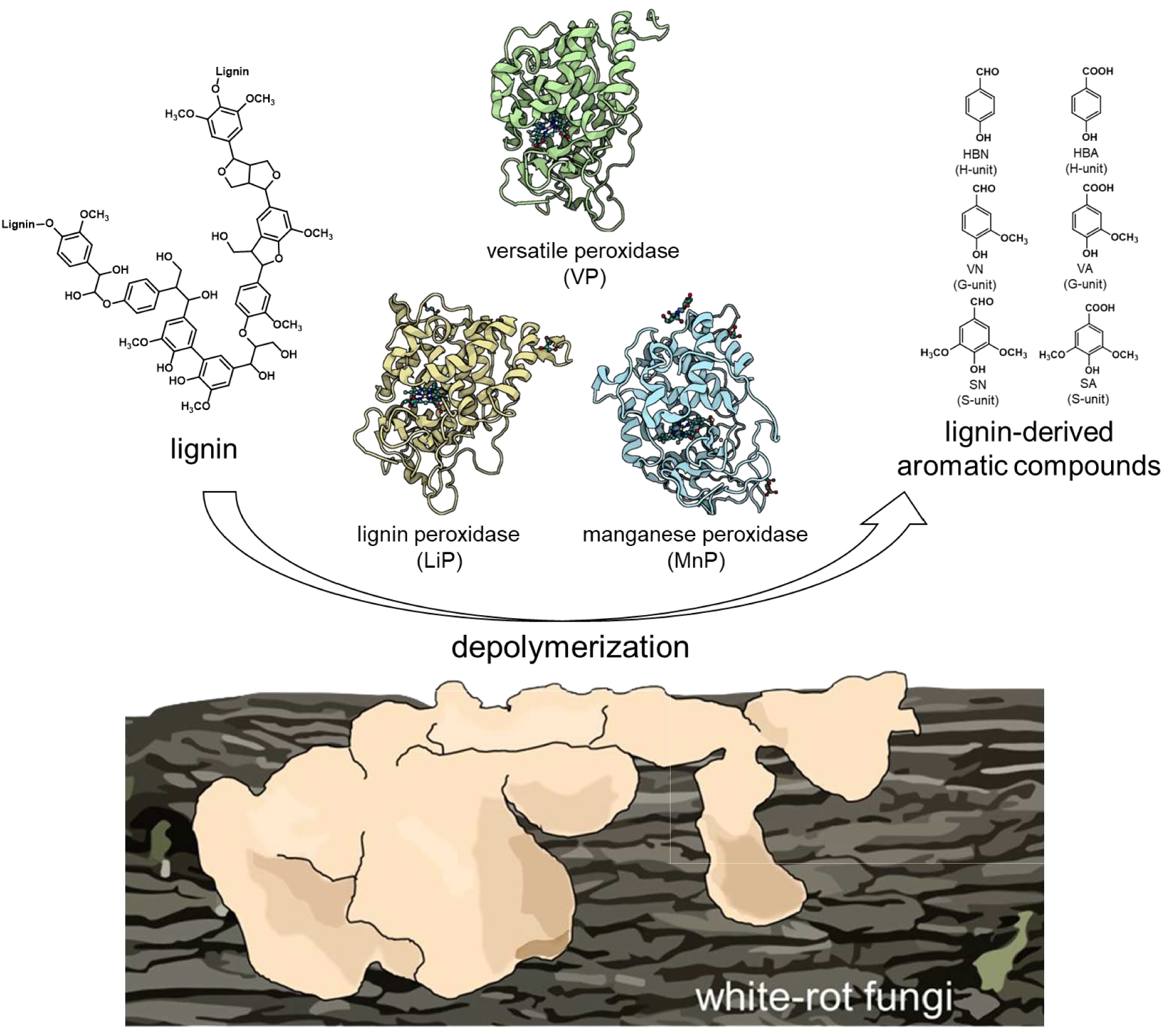 Metabolic mechanism of lignin-derived aromatics in white-rot fungi