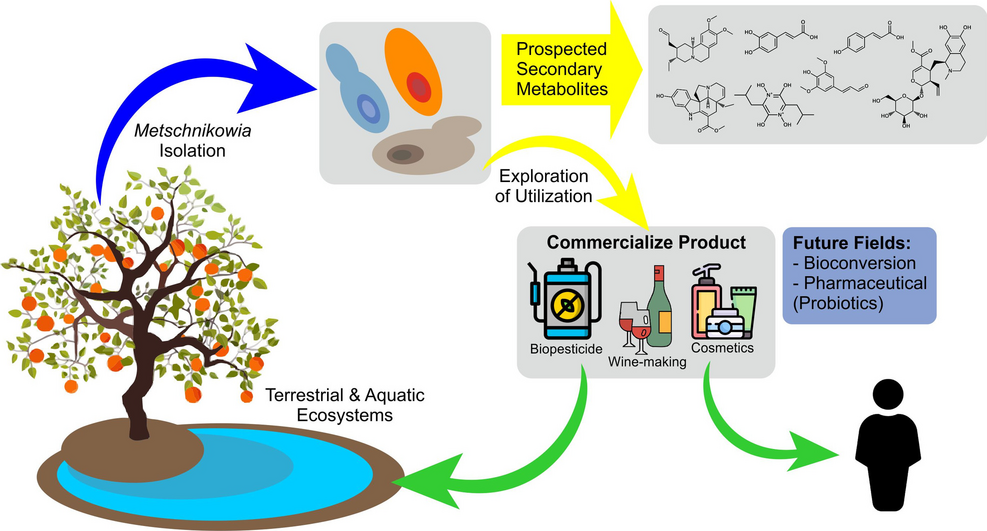 Unforeseen current and future benefits of uncommon yeast: the Metschnikowia genus