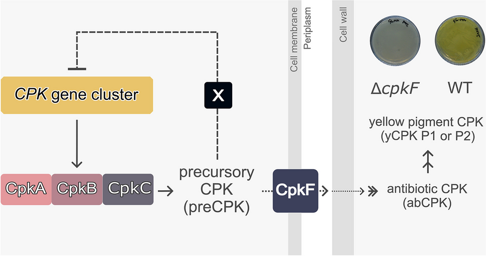 Coelimycin inside out — negative feedback regulation by its intracellular precursors