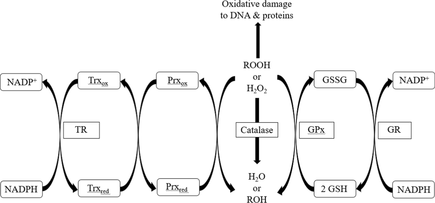 A Review of Methionine and Cysteine: Their Roles as Sinks for Reactive Oxygen and Nitrogen Species, Including Bioinformatic Analysis of Their Percent Compositions in Metabolic Proteins