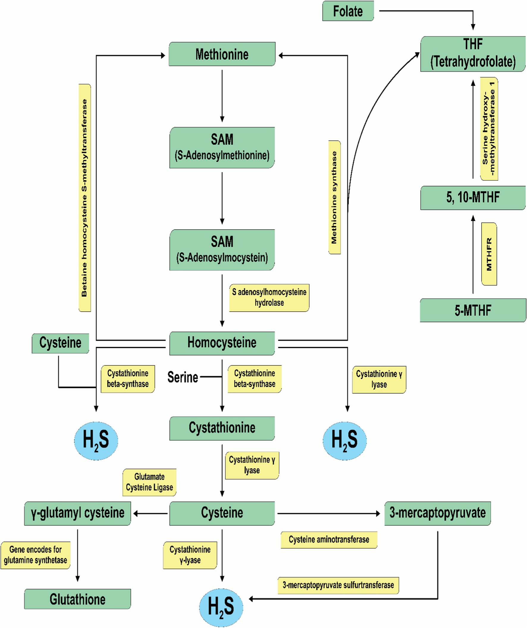 Unveiling Hydrogen Sulfide: A New Frontier in Neuroprotection and Neuromodulation