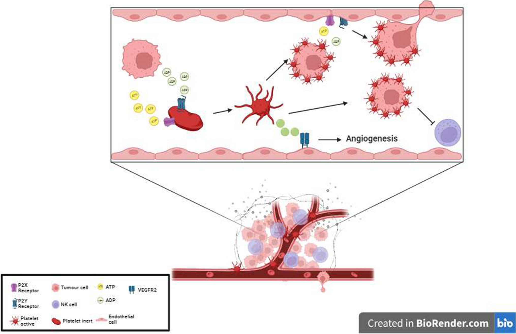 Metastasis and angiogenesis in cervical cancer: key aspects of purinergic signaling in platelets and possible therapeutic targets