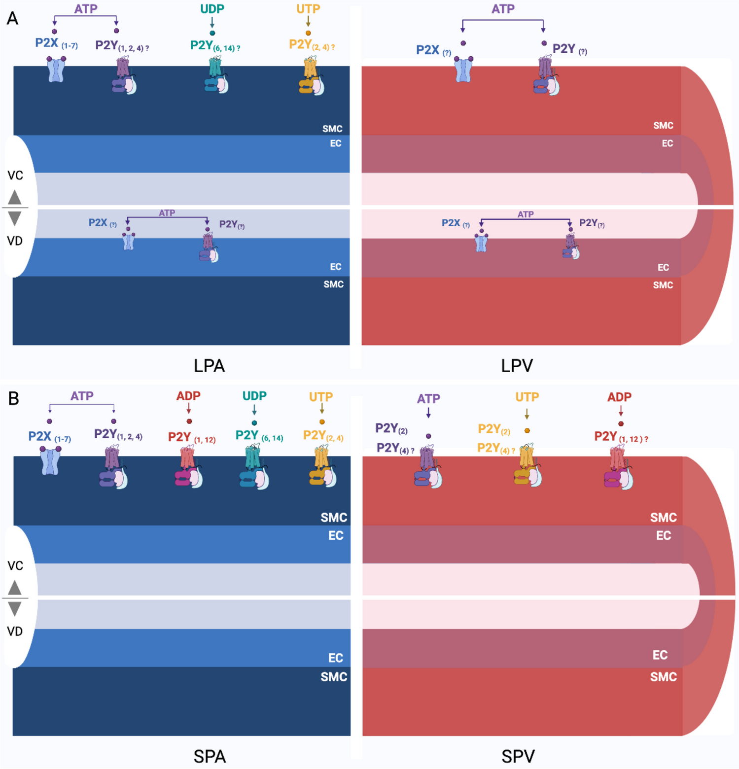 Purinergic regulation of pulmonary vascular tone
