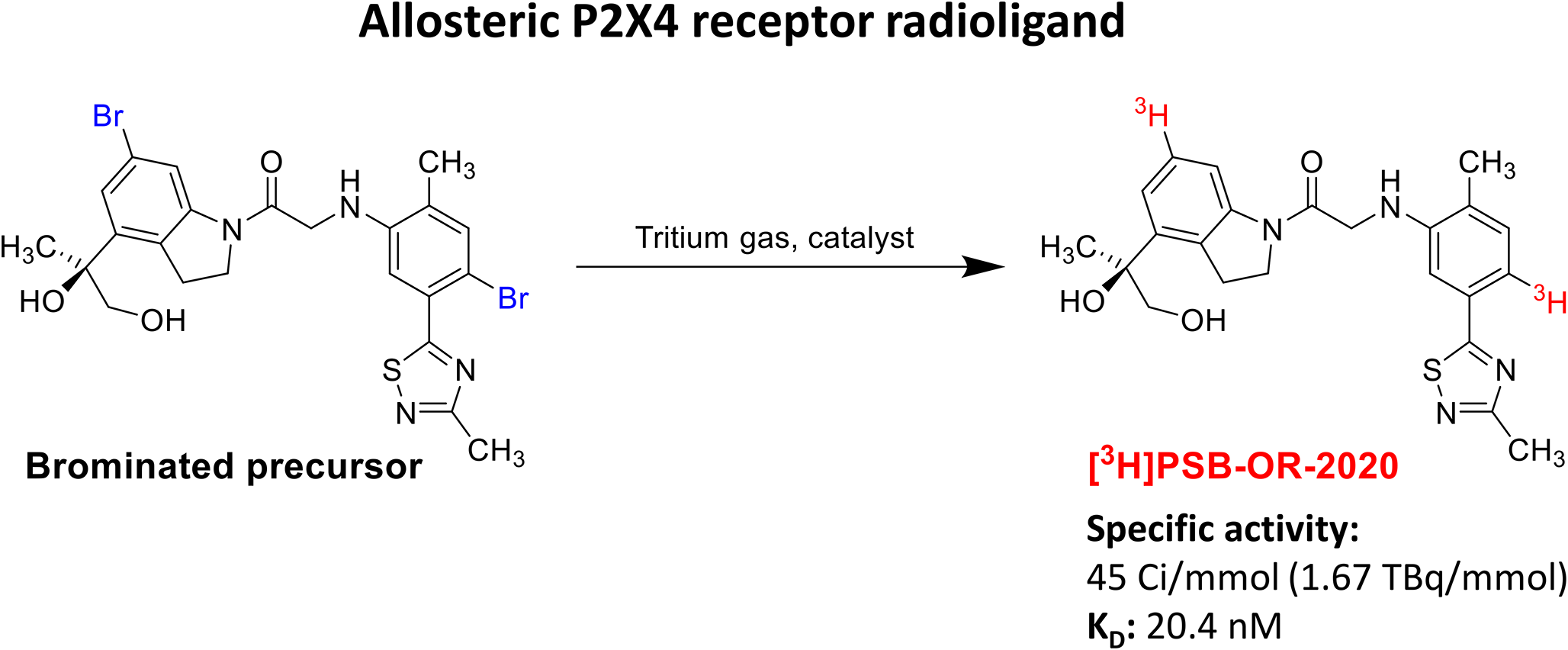 Preparation and preliminary evaluation of a tritium-labeled allosteric P2X4 receptor antagonist