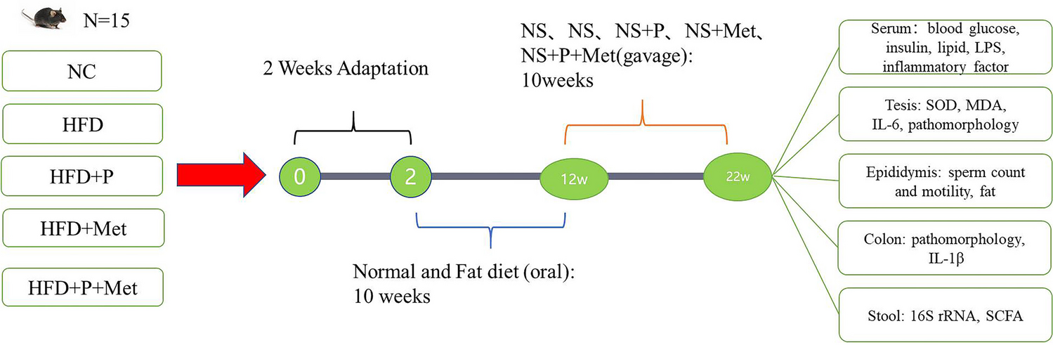 Probiotics Combined with Metformin Improves Sperm Parameters in Obese Male Mice through Modulation of Intestinal Microbiota Equilibrium