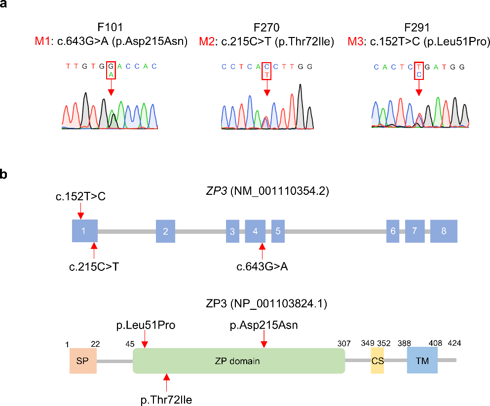 Novel Loss-of-function Variants of ZP3 Associated with Premature Ovarian Insufficiency