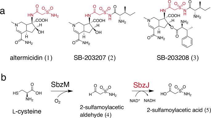 Structure-function analysis of 2-sulfamoylacetic acid synthase in altemicidin biosynthesis