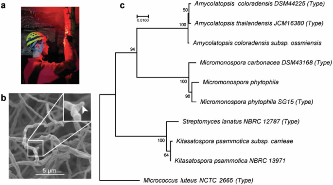 Multiplexed activity metabolomics for isolation of filipin macrolides from a hypogean actinomycete