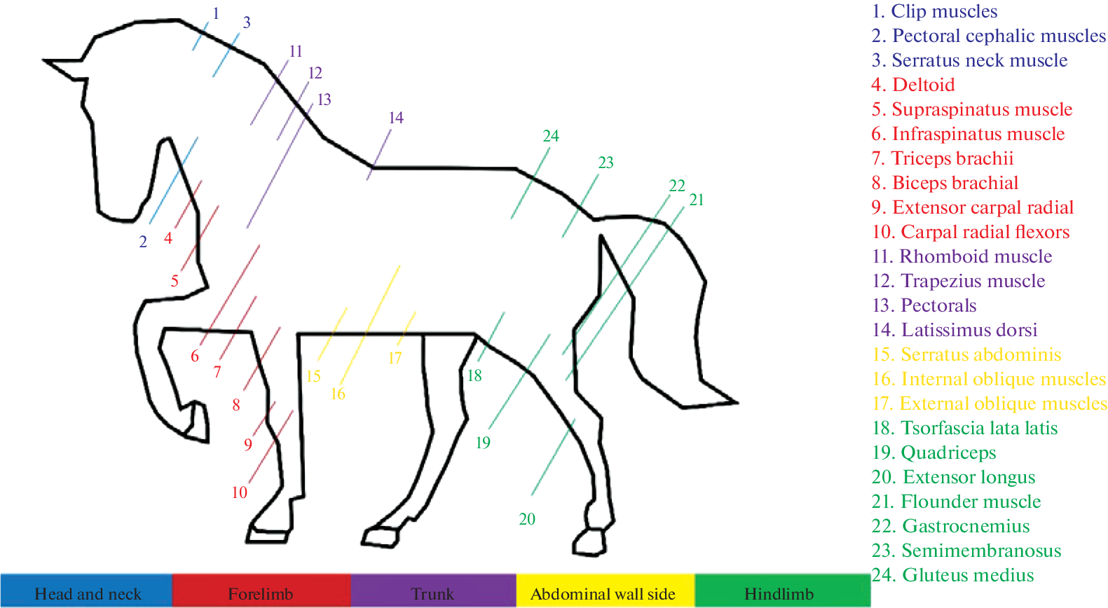 Differential Expression of Skeletal Muscle Sites and Fast and Slow Muscle Fibers in Mongolian Horses