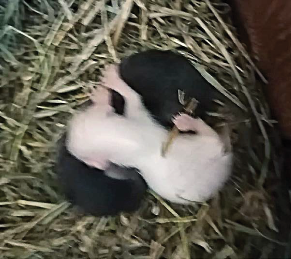 Genome Analysis of Fur Color in Sable (Martes zibellina L.), the Search for Mutations Determining the Absence of Pigmentation (Albino)