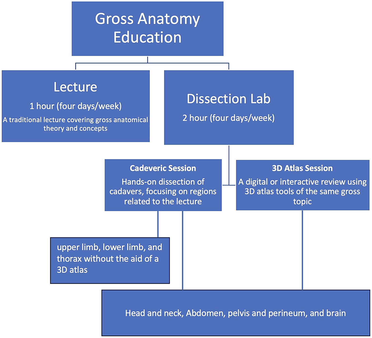 Student’s perception of three-dimensional atlas interactive system beside traditional cadaveric dissection in learning human anatomy
