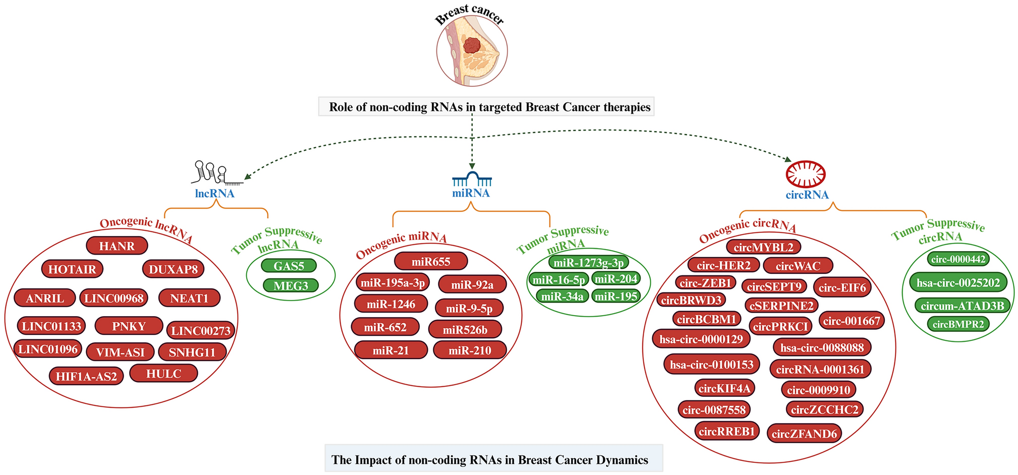 Unraveling non-coding RNAs in breast cancer: mechanistic insights and therapeutic potential