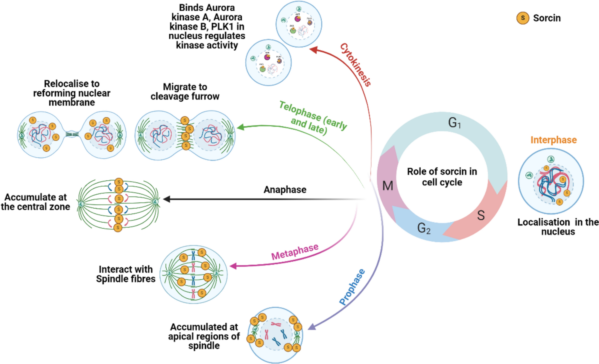 Sorcin: mechanisms of action in cancer hallmarks, drug resistance and opportunities in therapeutics