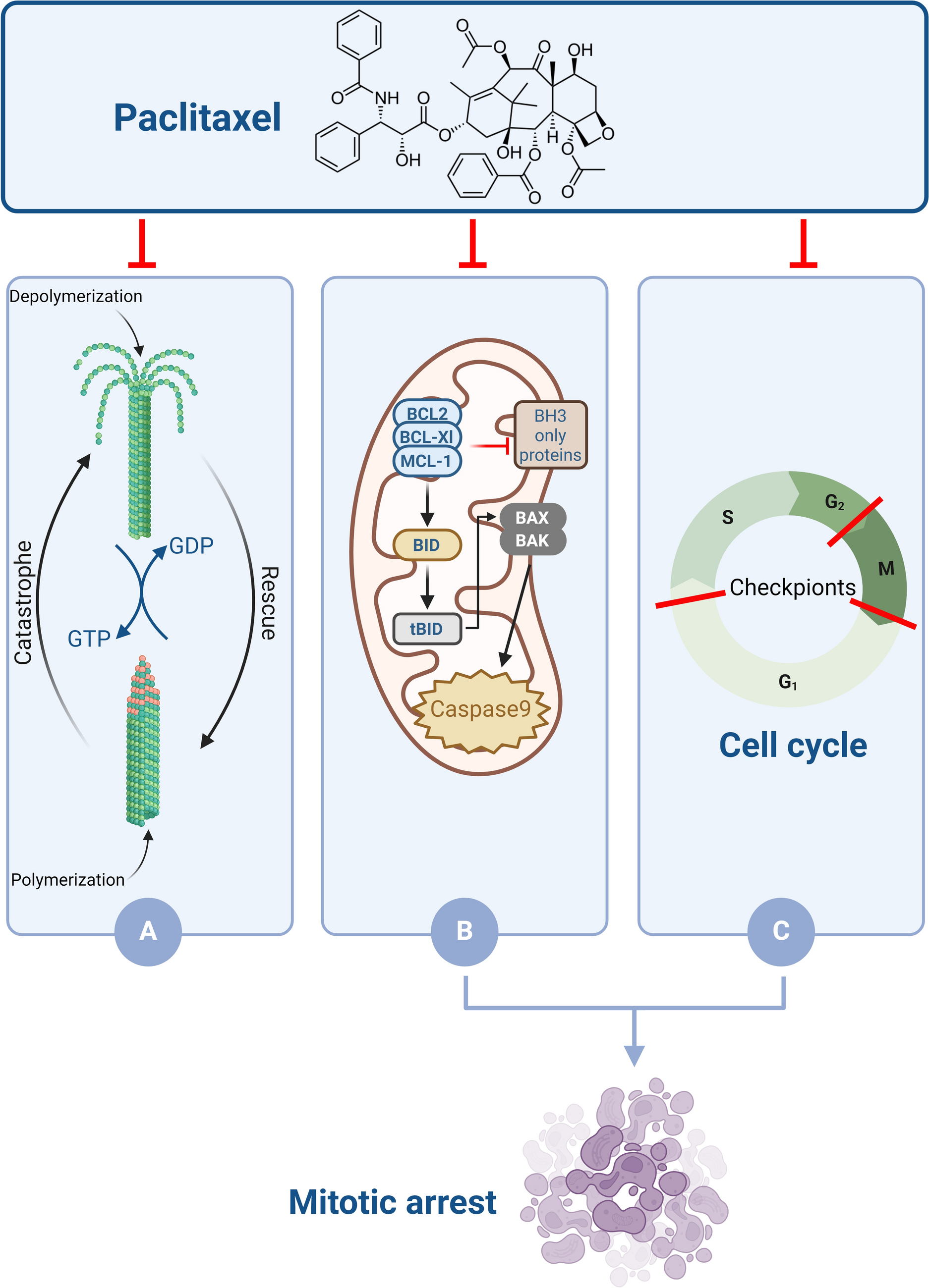 LncRNAs in modulating cancer cell resistance to paclitaxel (PTX) therapy